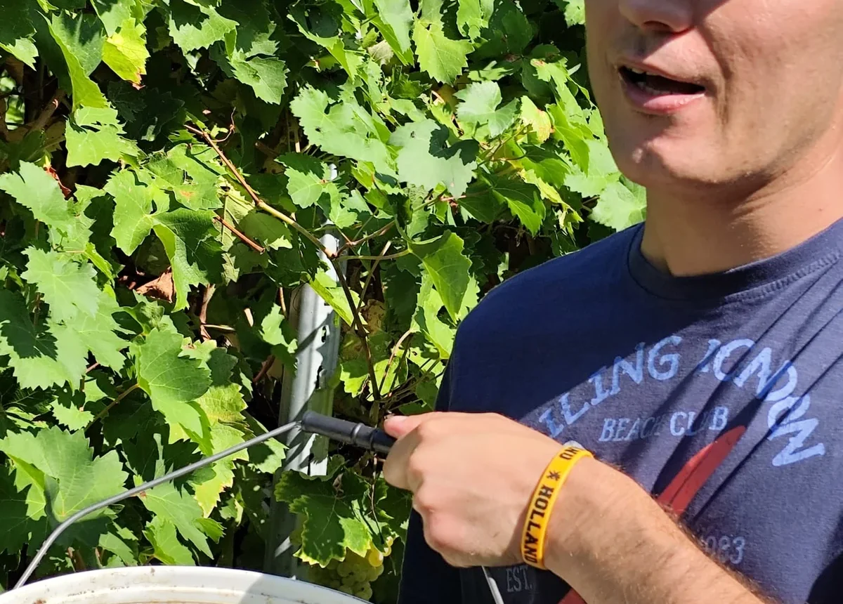 Vendemmia (1)
