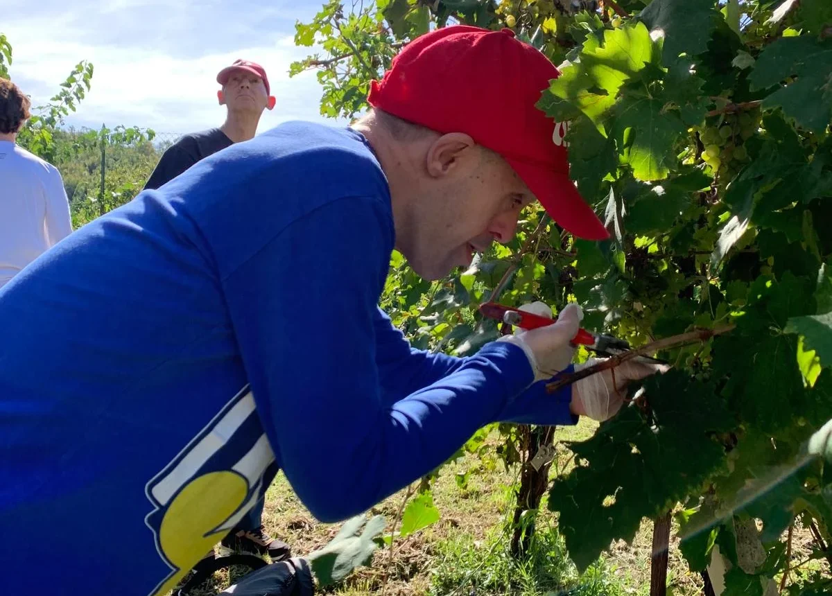 Vendemmia 2