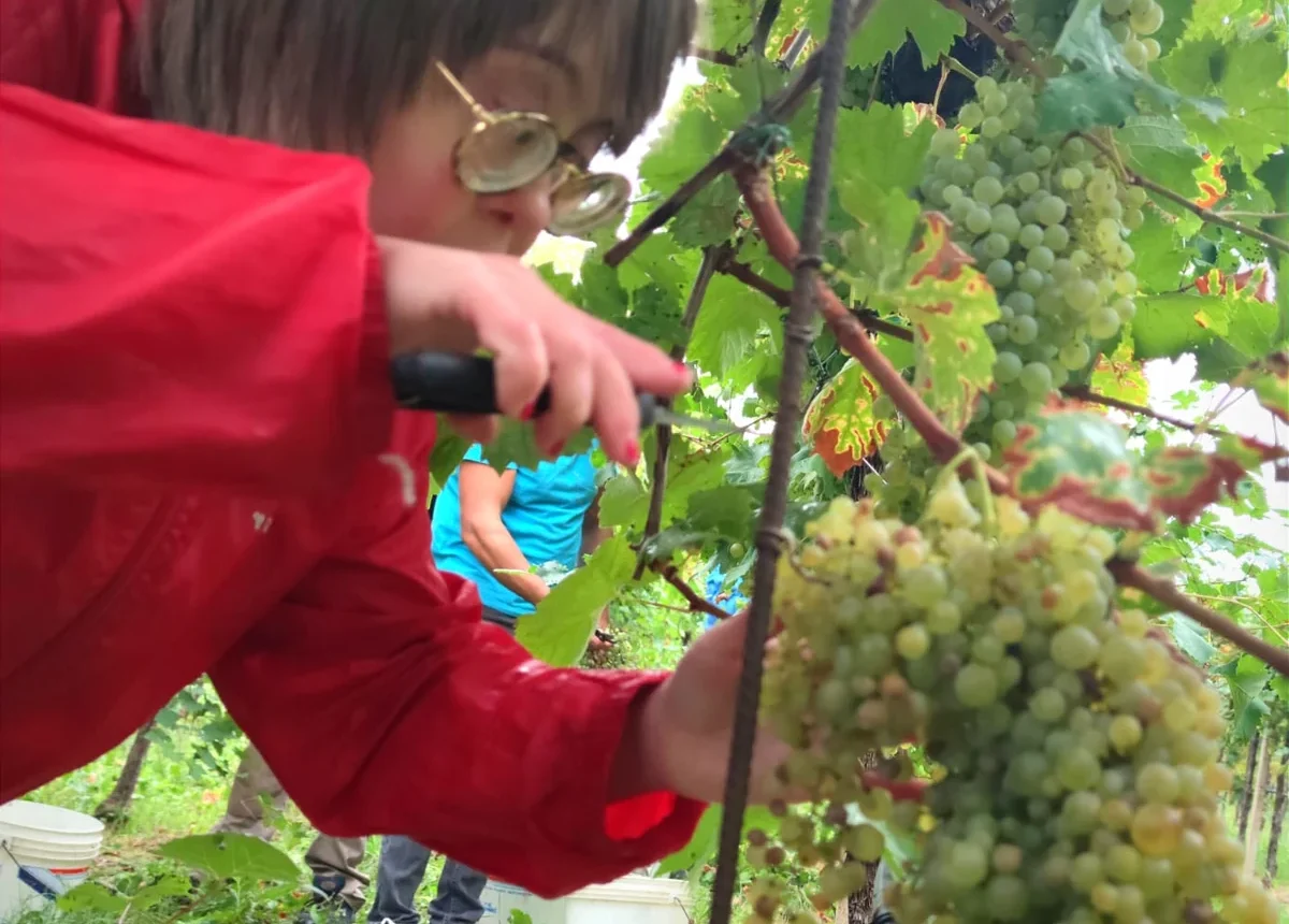 Vendemmia (2)